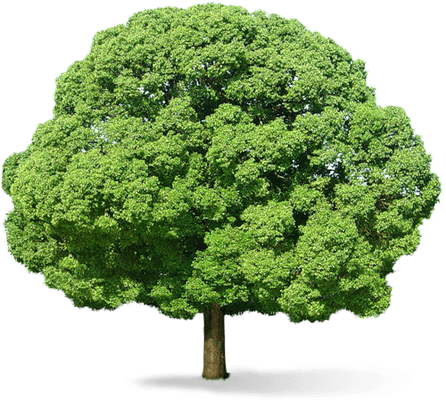 Arbre fond transparent 1
