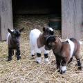 La ferme des petits villesavin
