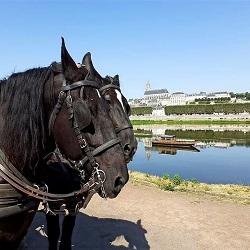 Les attelages de blois