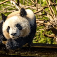 Photo beauval panda sur un arbre
